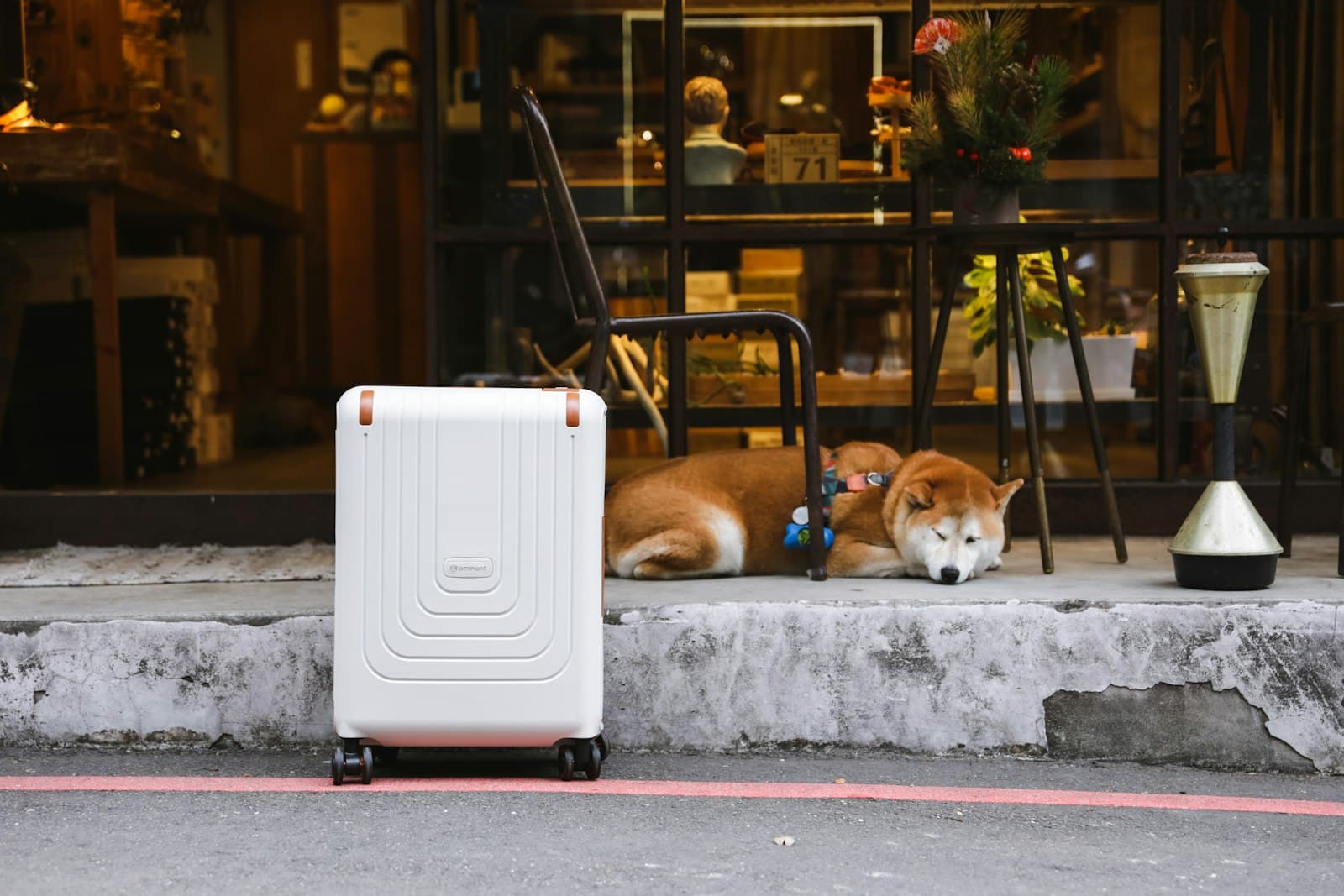 Dog beside a suitcase while preparing for a flight